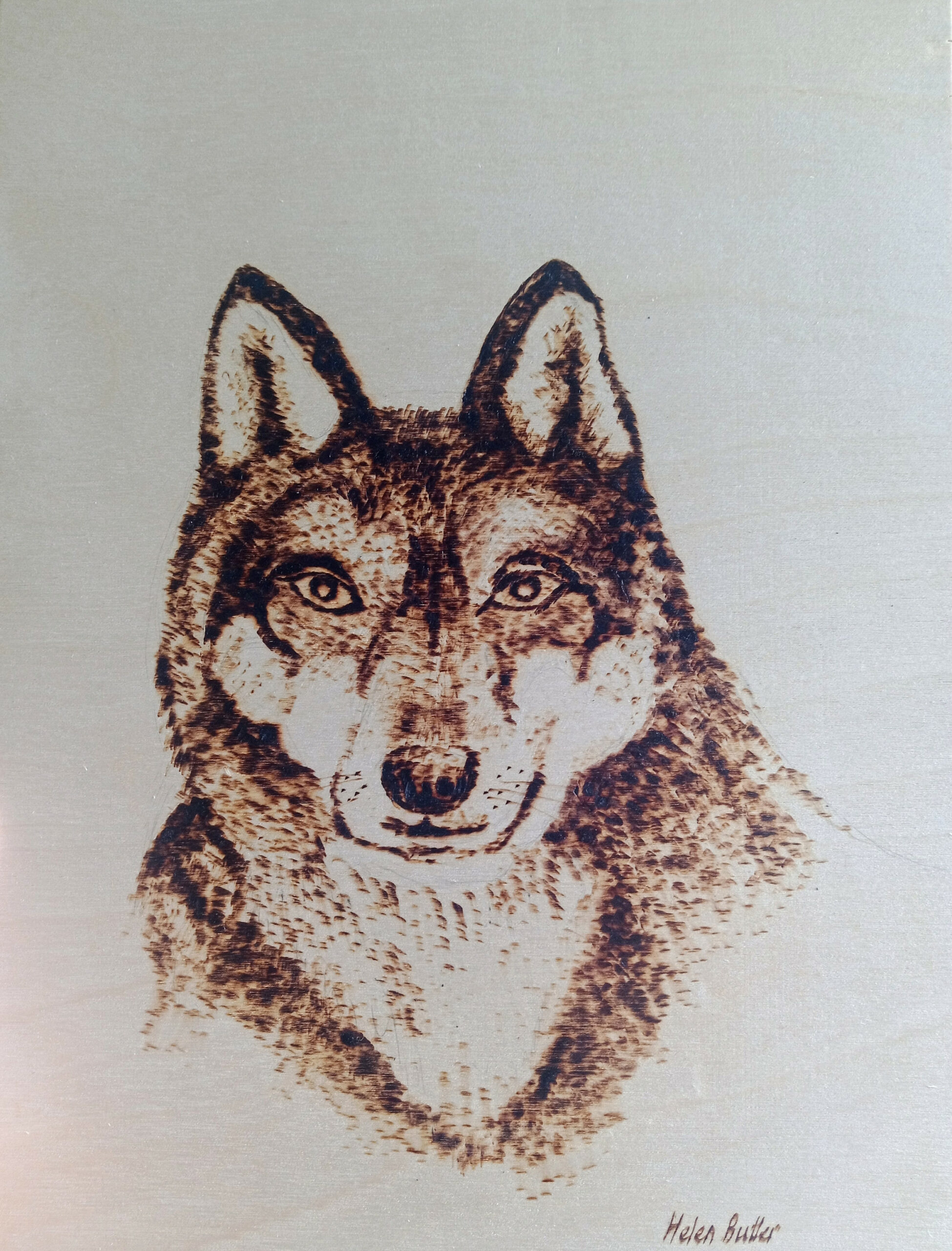 Wolf in pyrography