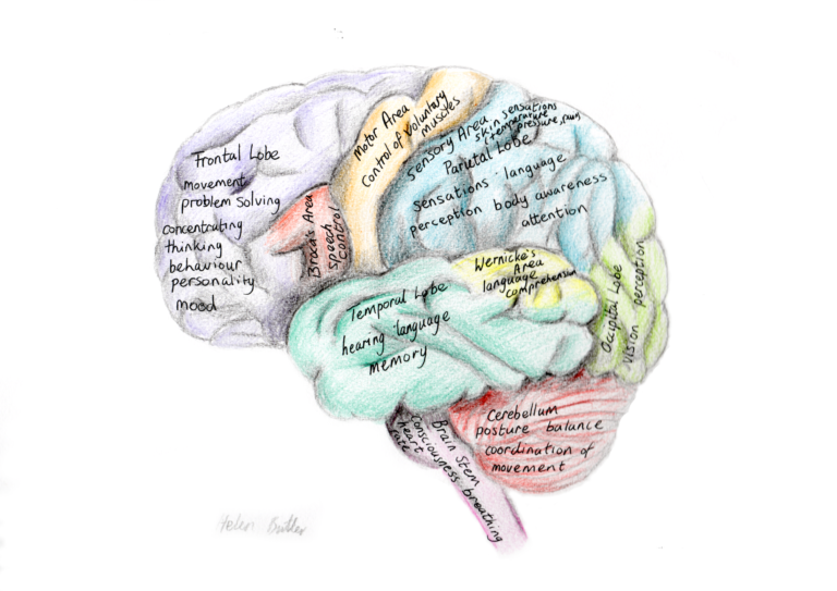 brain anatomy