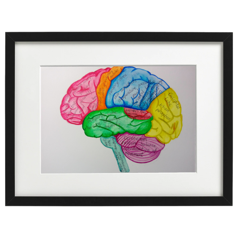 Brain anatomy watercolour