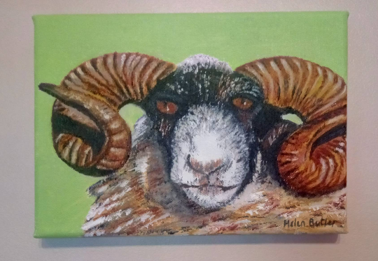 Acrylic painting of a Highland Ram