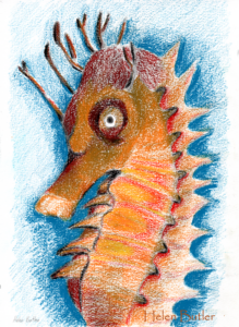 Seahorse - watercolour crayon