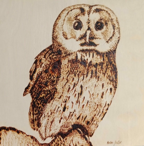 Tawny Owl - pyrography on wooden panel