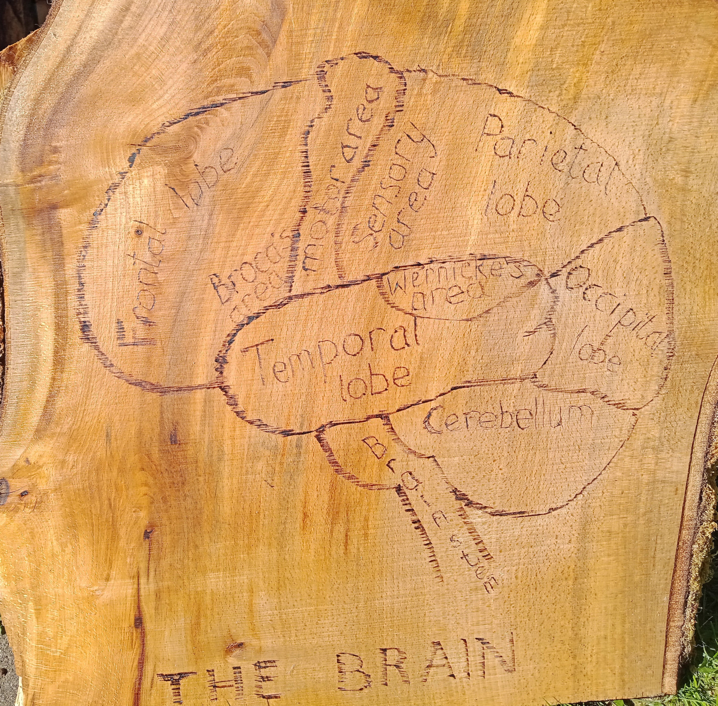 Pyrography Anatomical Diagram of the Brain coated in tung oil