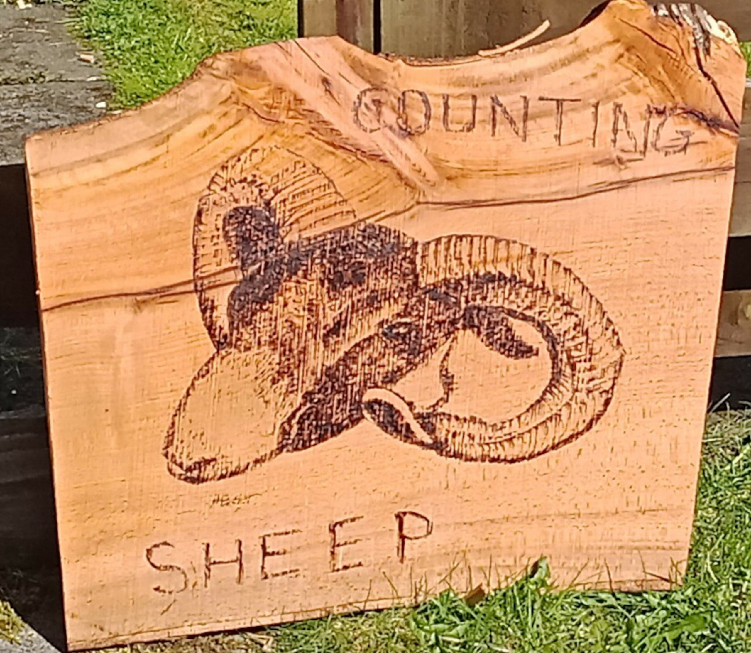 Pyrography Highland Ram coated in tung oil