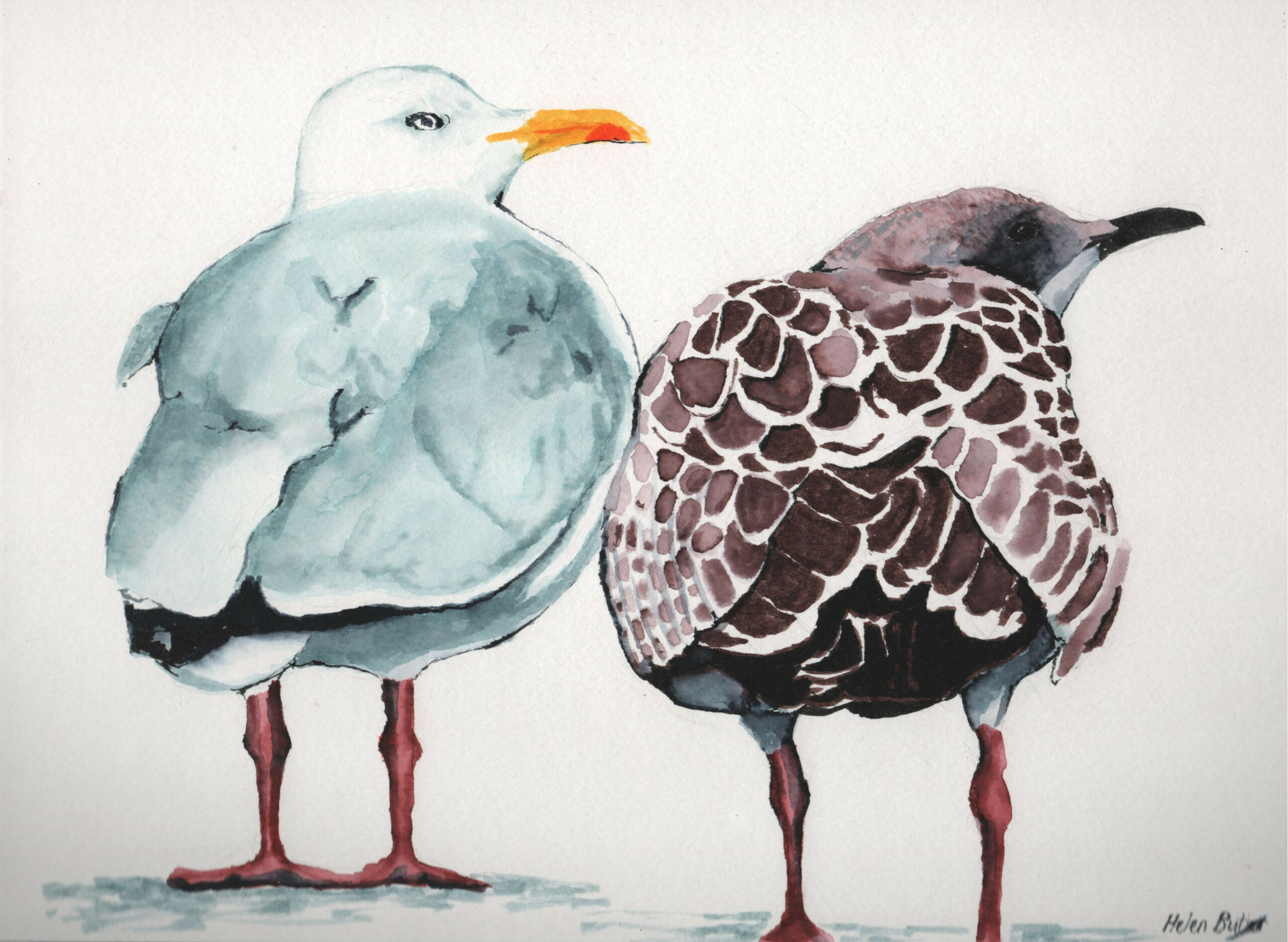 Seagulls - watercolour