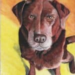 Chocolate lab, Daisy - watercolour