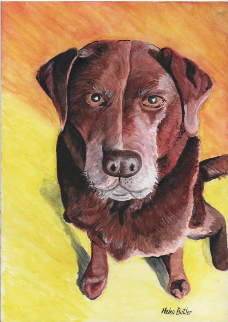 Chocolate lab, Daisy - watercolour