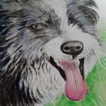 Collie pet portrait - watercolour