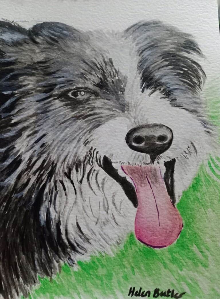 Collie pet portrait - watercolour