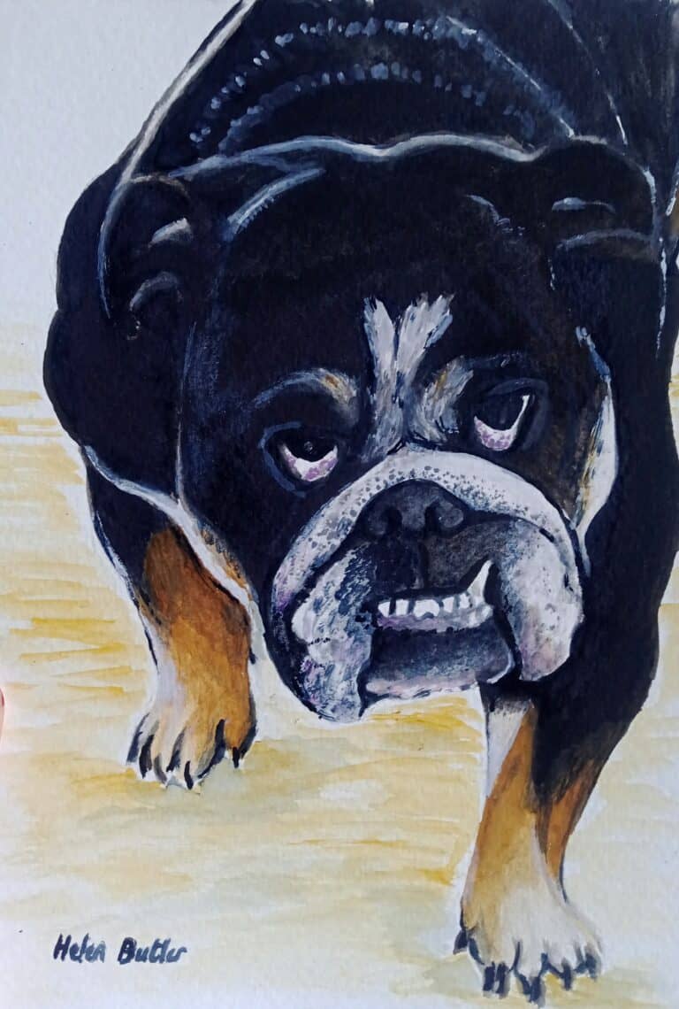 Bull dog pet portrait - watercolour